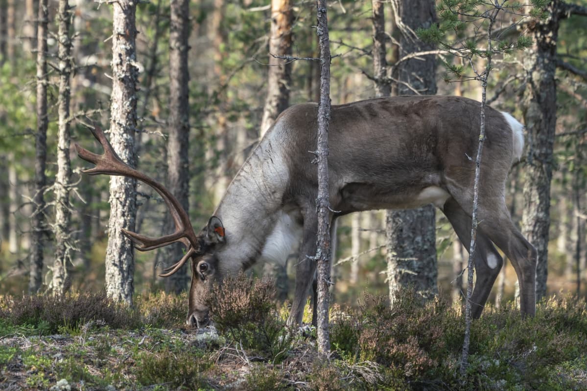 Metsäpeura syö jäkälää.