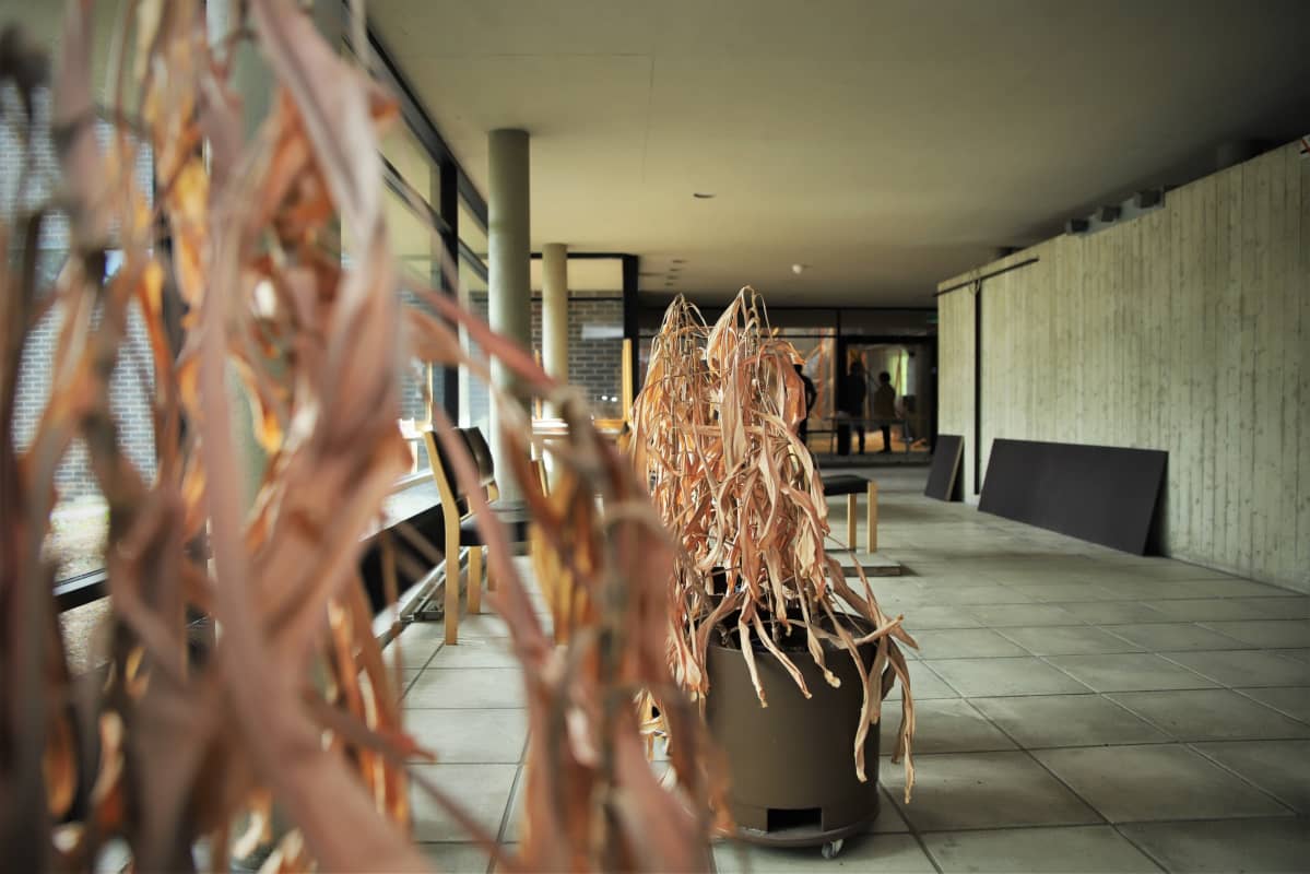 Pallivahan kirkon aula, pystyyn kuivuneita huonekasveja.