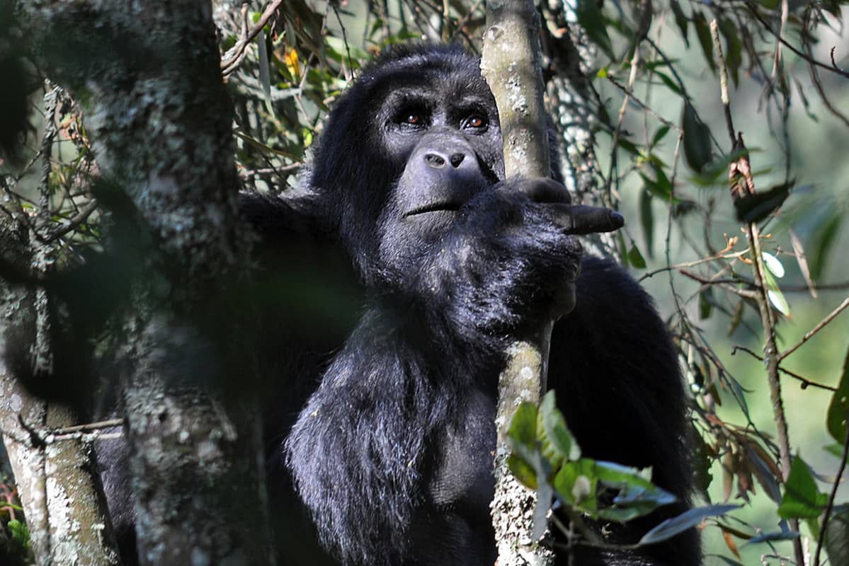 gorilla pusikossa