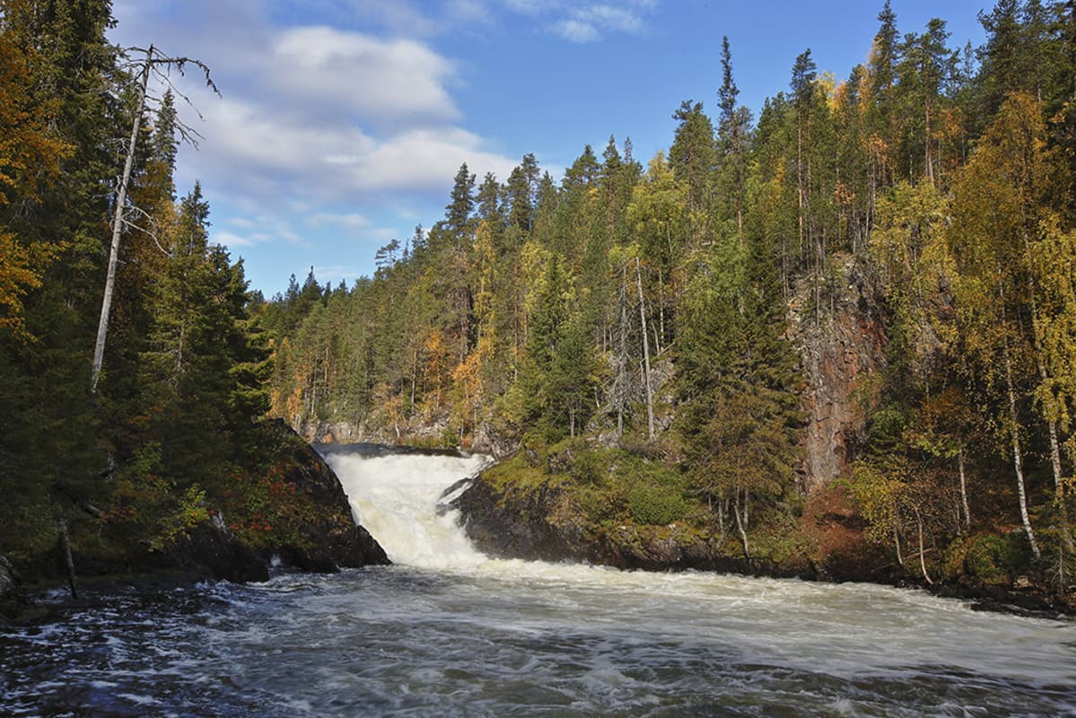 Jyrävänkoski Oulangan kansallispuistossa.