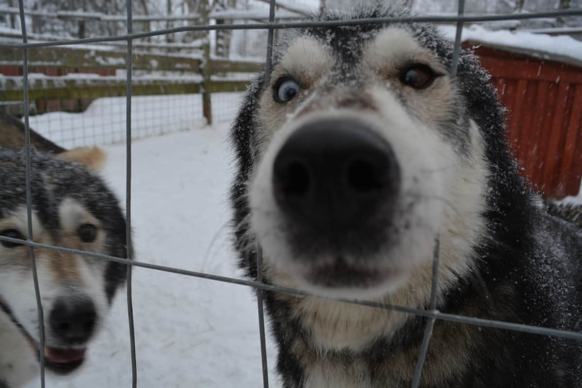 Siperian Huskyt ovat myös seurallisia koiria.