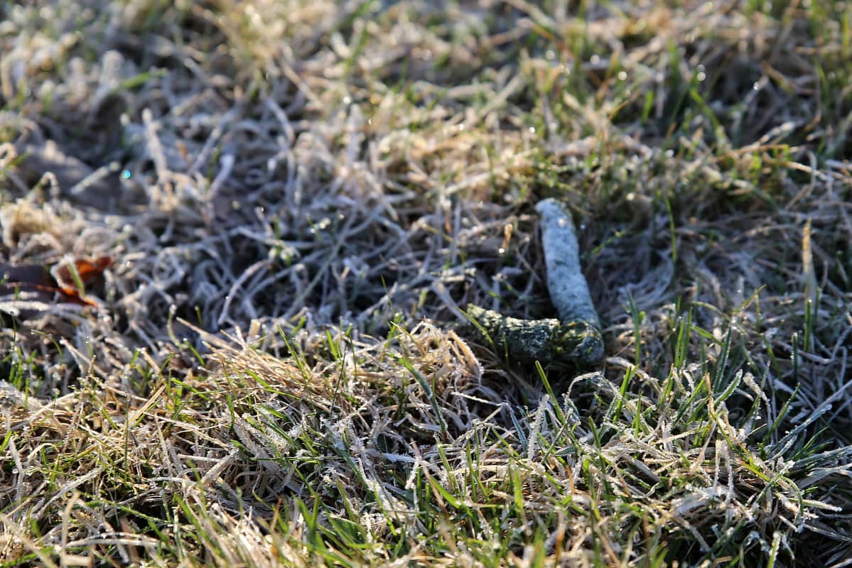 Puistoja sotkeva valkoposkihanhien uloste ei riitä syyksi hanhikantojen rajoittamiseen. Valkoposkihanhi on rauhoitettu eläin.