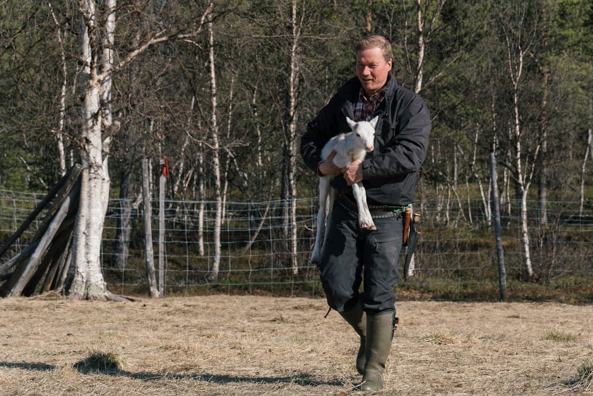 Osmo Seurujärvi kantaa poron vasaa.