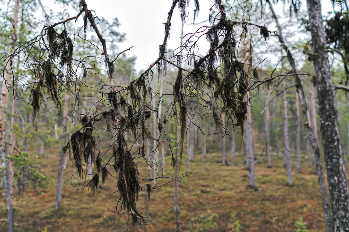 Luppoa puiden oksilla.