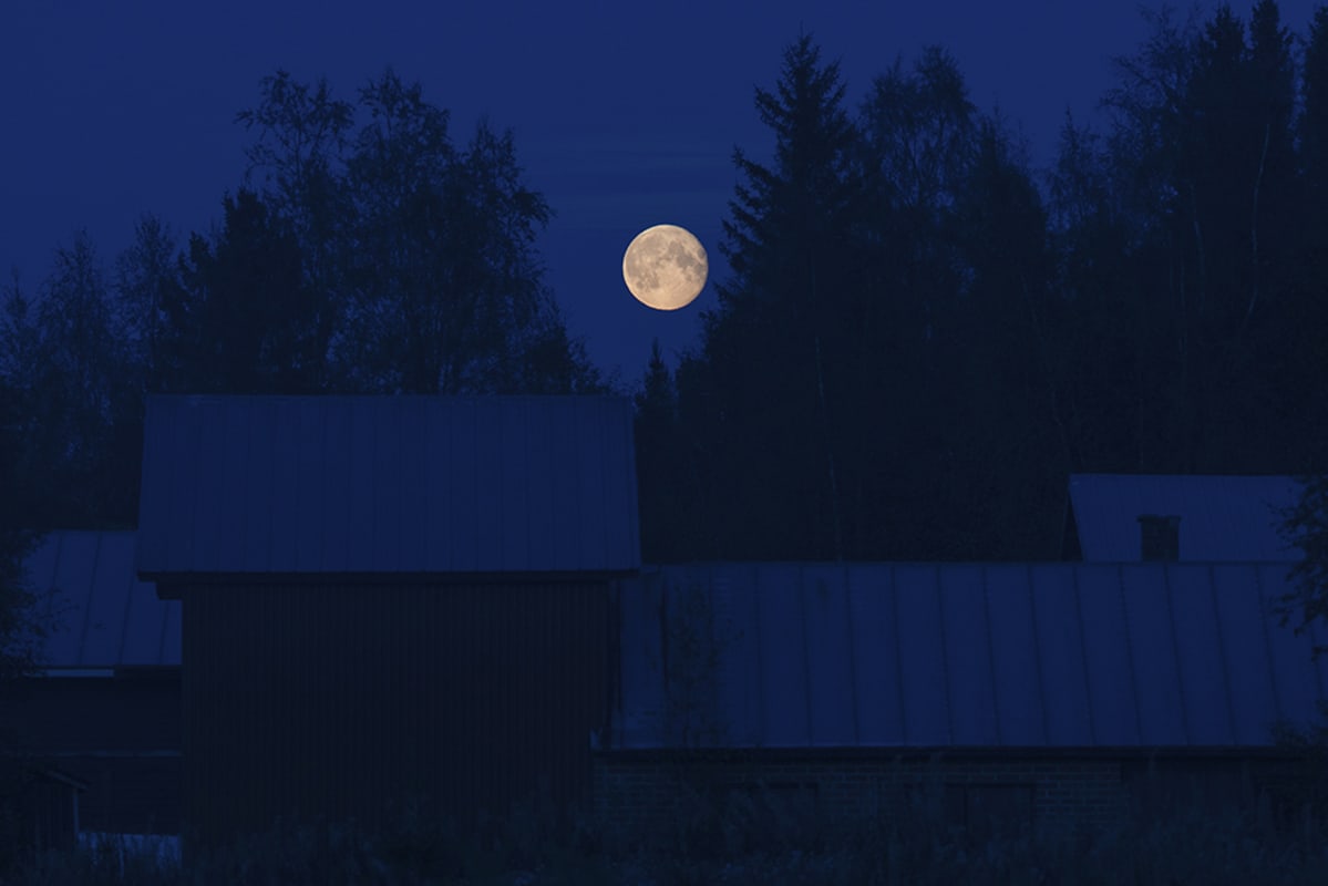 Kuvassa valokuvataiteilija Joni Virtasen kuva kuusta.