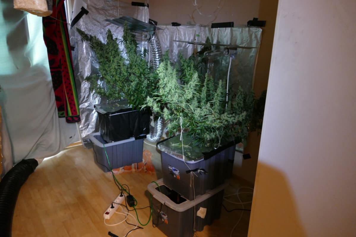 Kannabiskasveja.