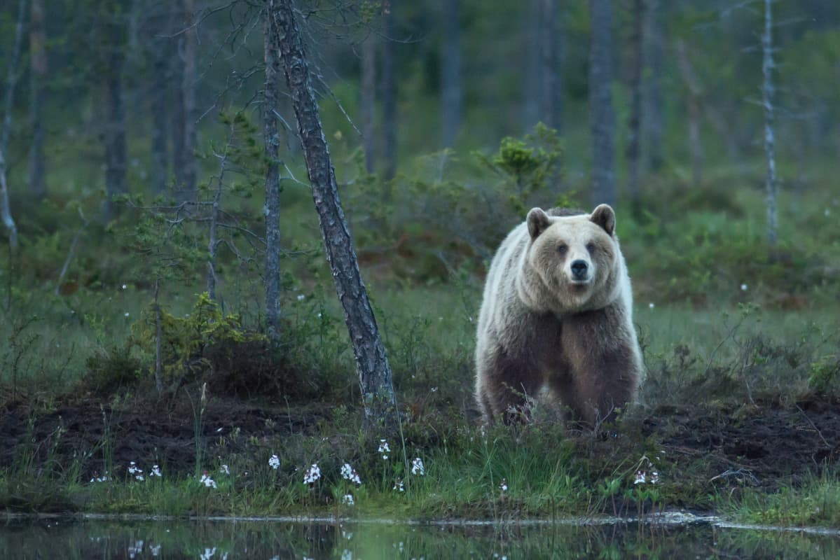 En brunbjörn står i en mörk skog och tittar mot kameran.