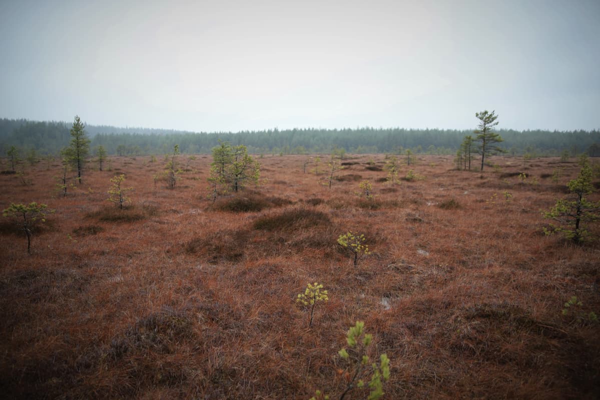 Heinä-Vaajersuota.