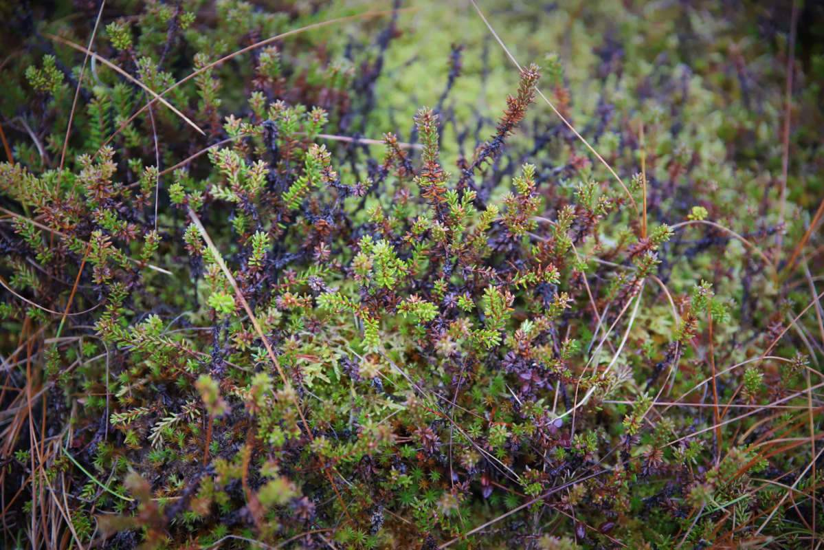Kasvustoa Heinä-Vaajersuolla.