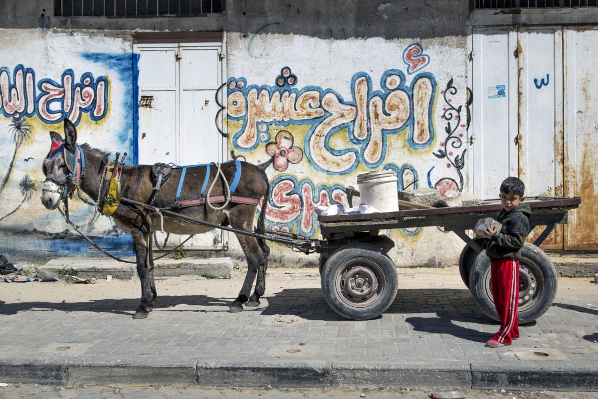 Tuntematon poika ja aasi kadulla Gazan pohjois-osassa.