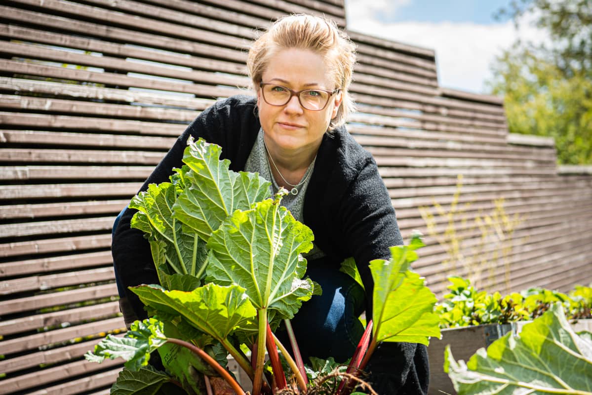 Leena Rintala jakamassa raparperin juurta.