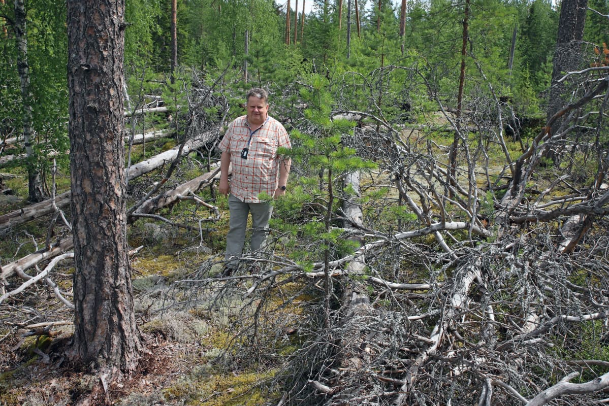 Elveran toimitusjohtaja Arto Nieminen Asta-myrskyn kaatamien puiden äärellä.