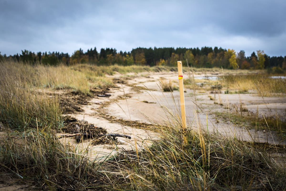 Kalajoen Keskuskarin suojeltu ranta-alue. Suojelualueen rajalla merkkitolppa välittömässä läheisyydessä tehtävien maanrakennustöiden rajaamiseksi.