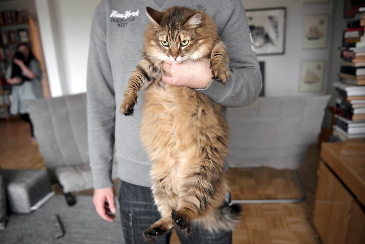 Mies pitelee kissaa sylissänsä.