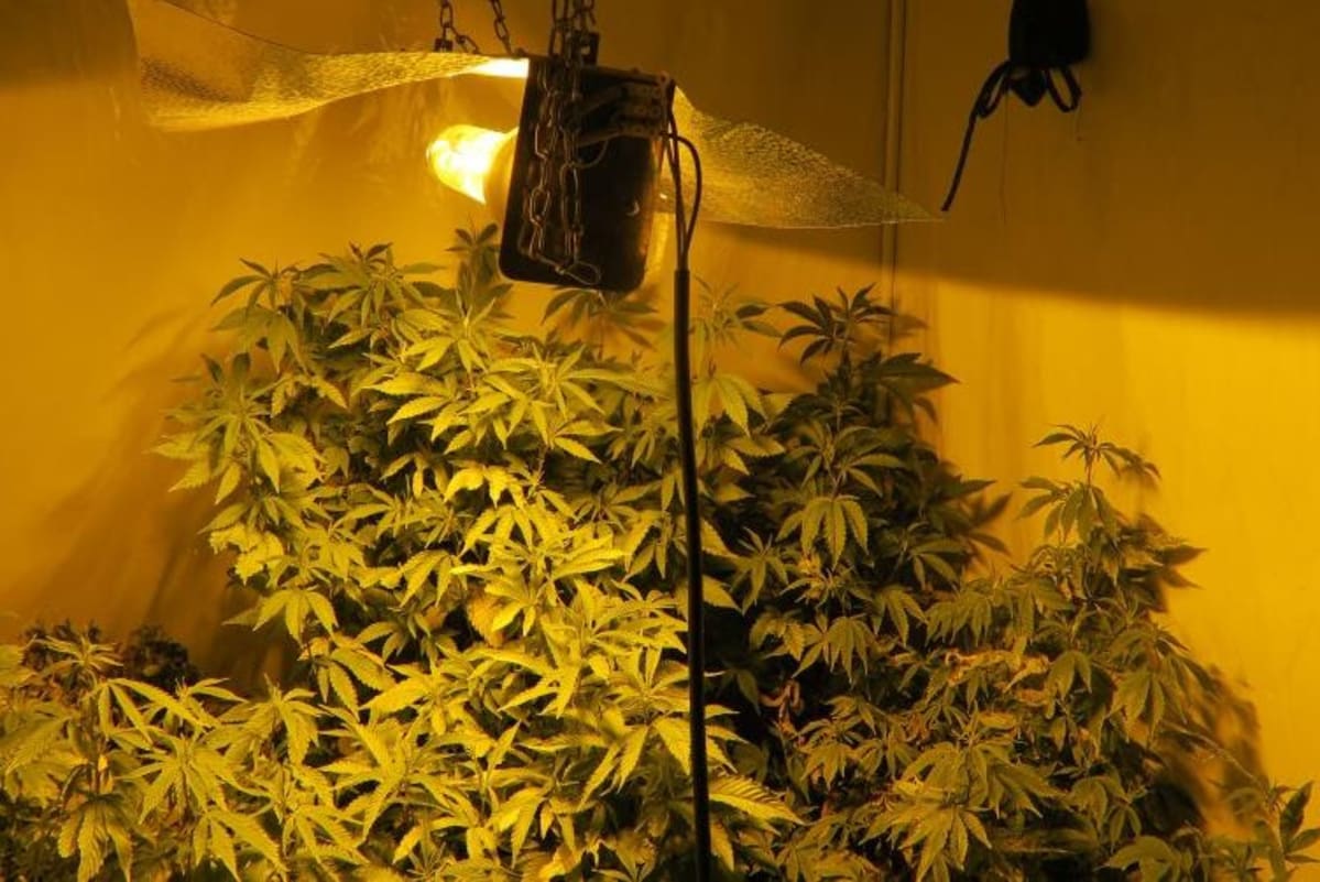 Kannabista