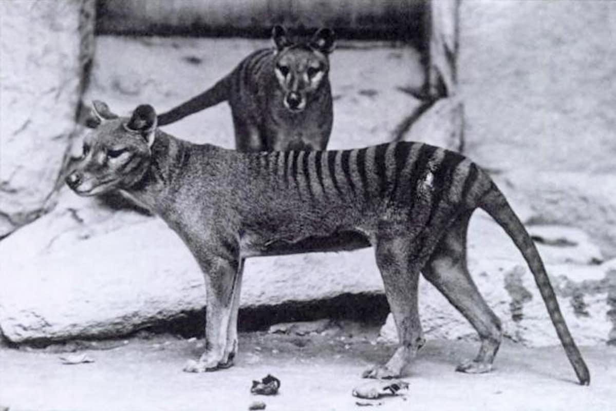 pussihukka eli tasmaniantiikeri