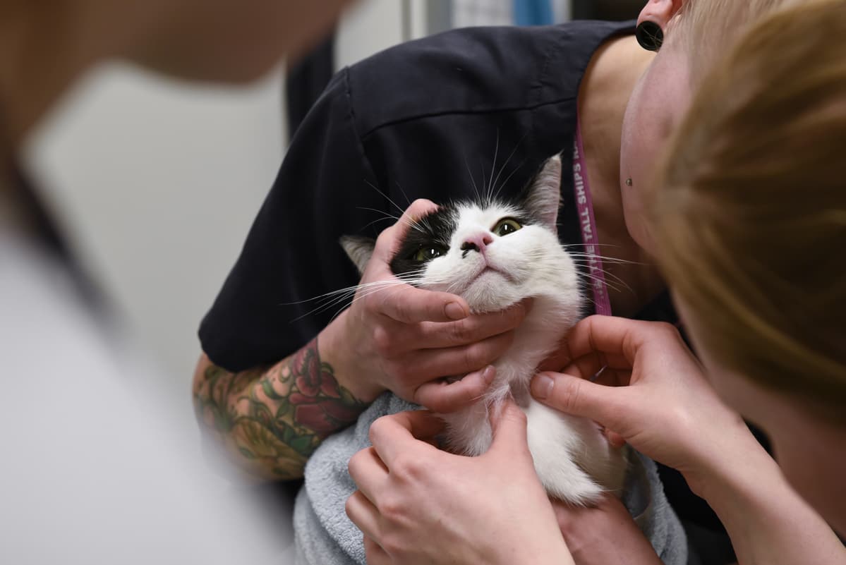 Kissaa hoidetaan Viikin pieneläinsairaalassa.