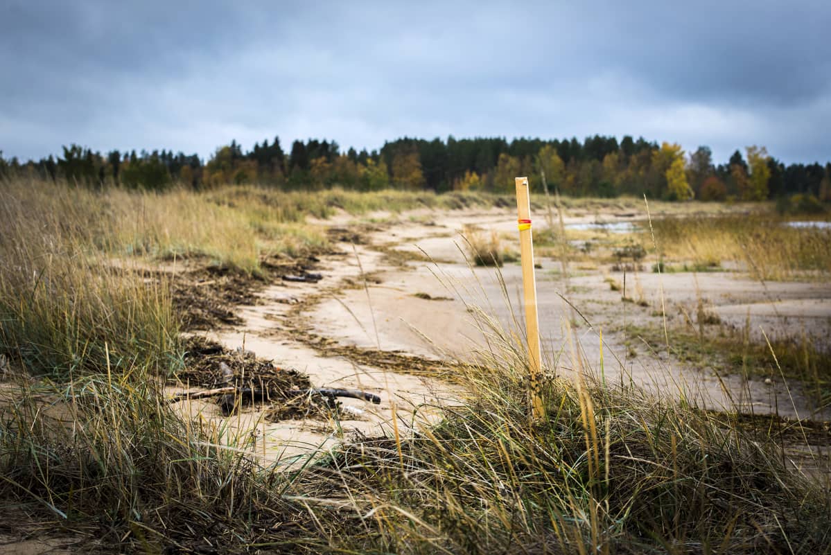 Kalajoen Keskuskarin suojeltu ranta-alue. Suojelualueen rajalla merkkitolppa välittömässä läheisyydessä tehtävien maanrakennustöiden rajaamiseksi.