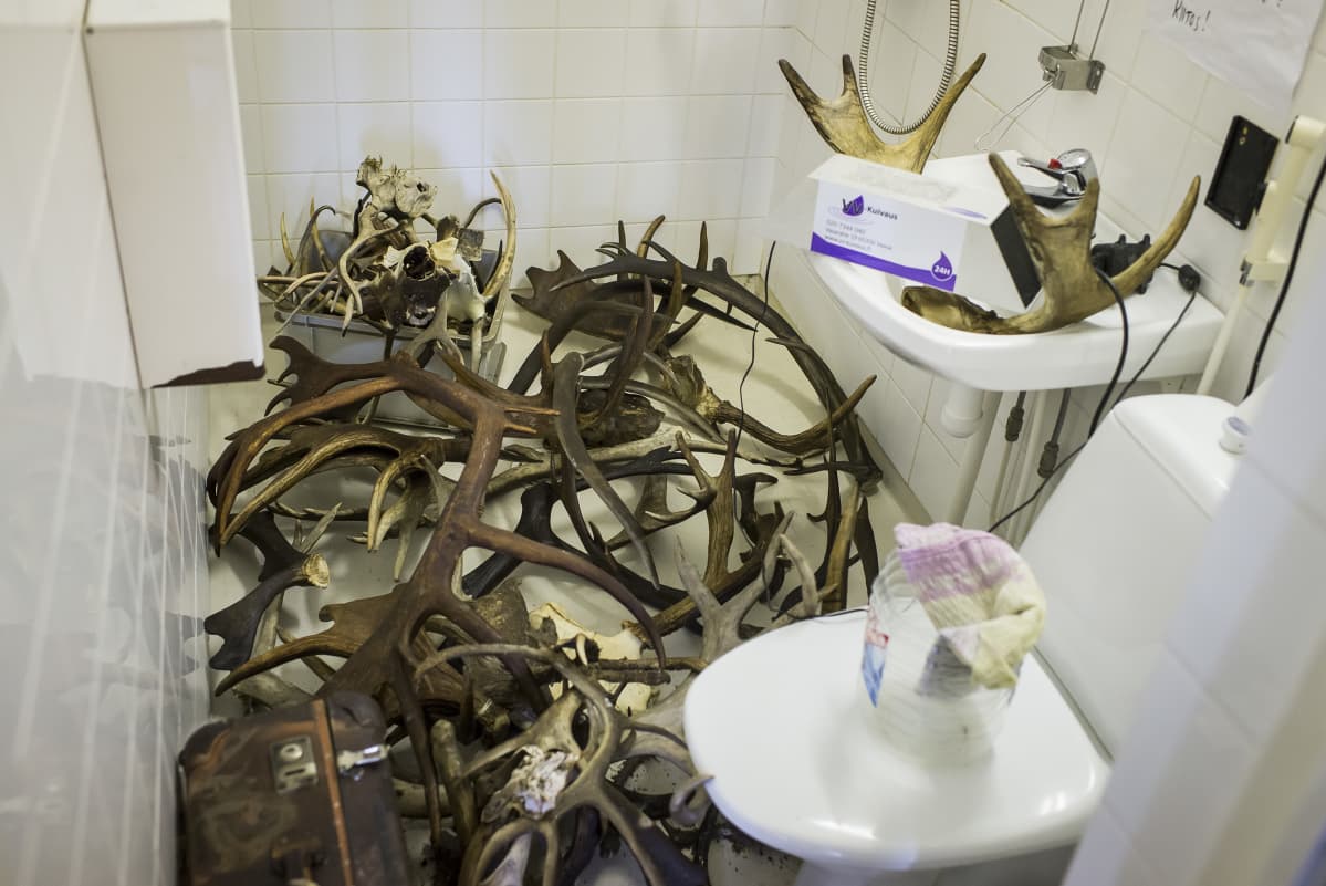 Eläinten sarvia WC:ssä.
