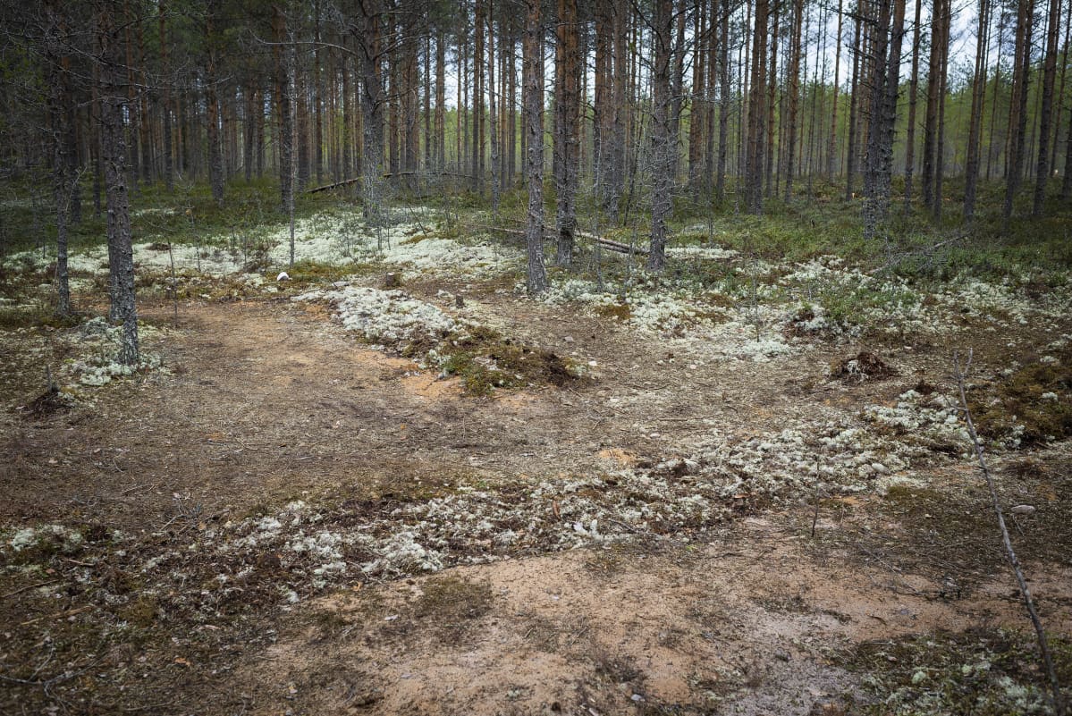 Kaivauksien jälkiä metsässä.