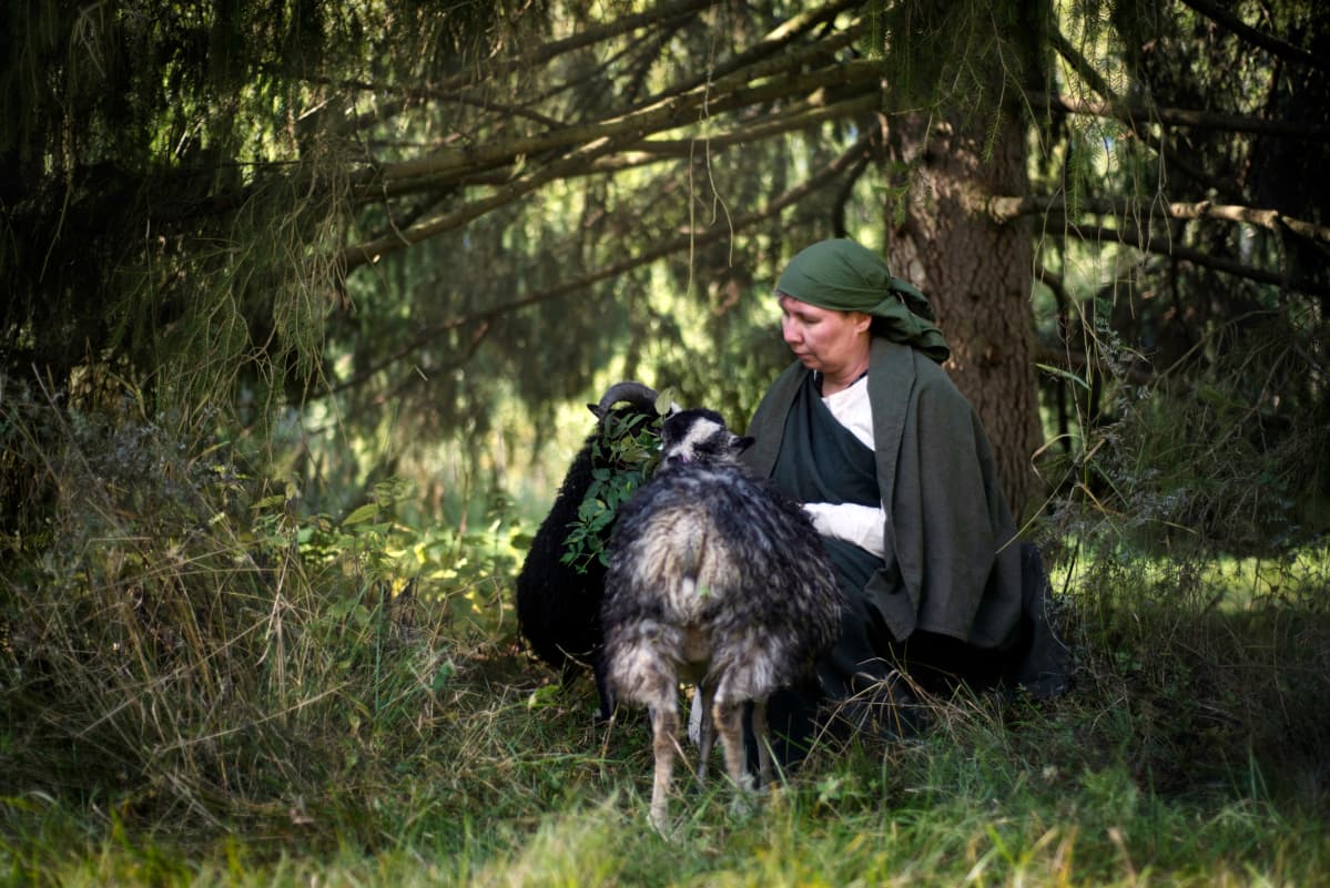 Lammastilan emäntä Hanna-Leena Juhola ahvenanmaanlampaineen.