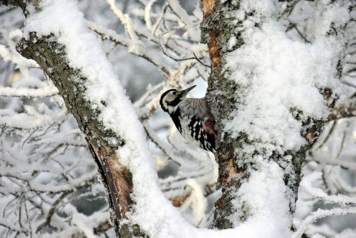 Valkoselkätikka Joensuussa.