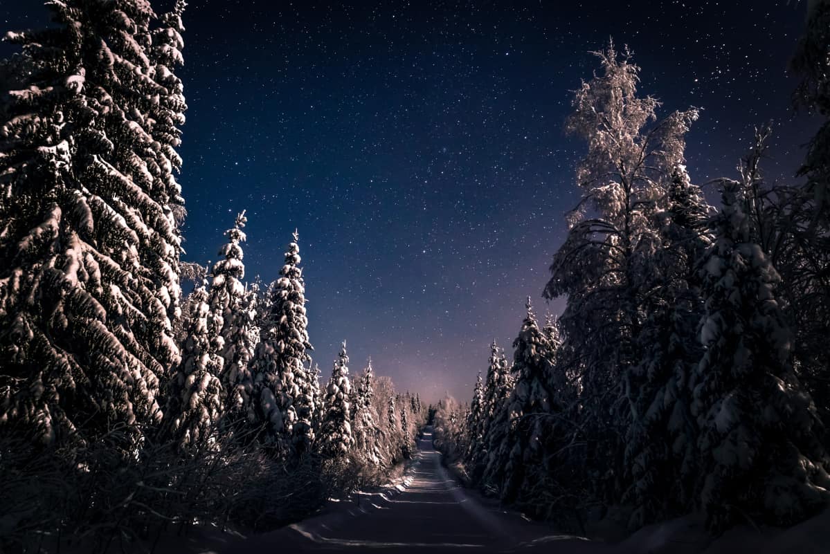 Luminen metsä ja tähtitaivas.