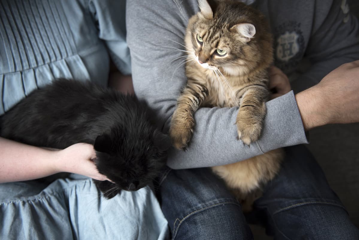 Pariskunta pitelee kahta kissa sylissänsä.