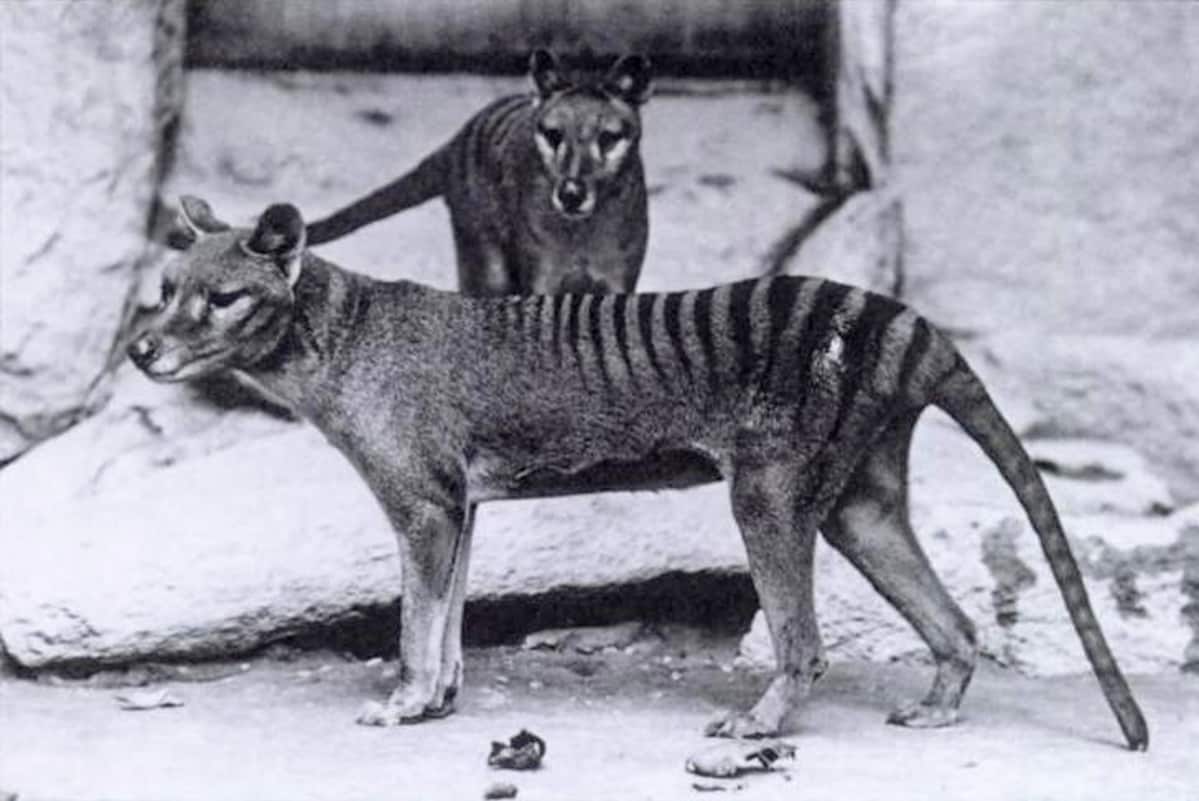 pussihukka eli tasmaniantiikeri