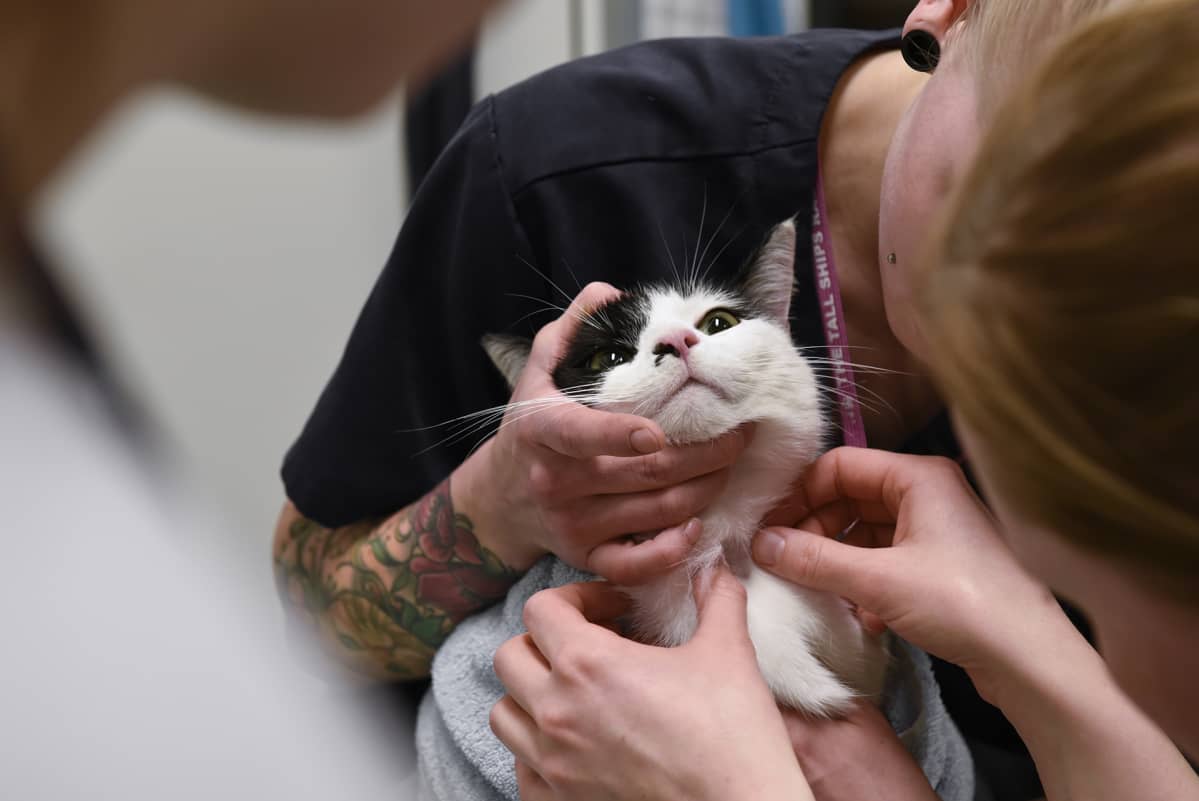 Kissaa hoidetaan Viikin pieneläinsairaalassa.