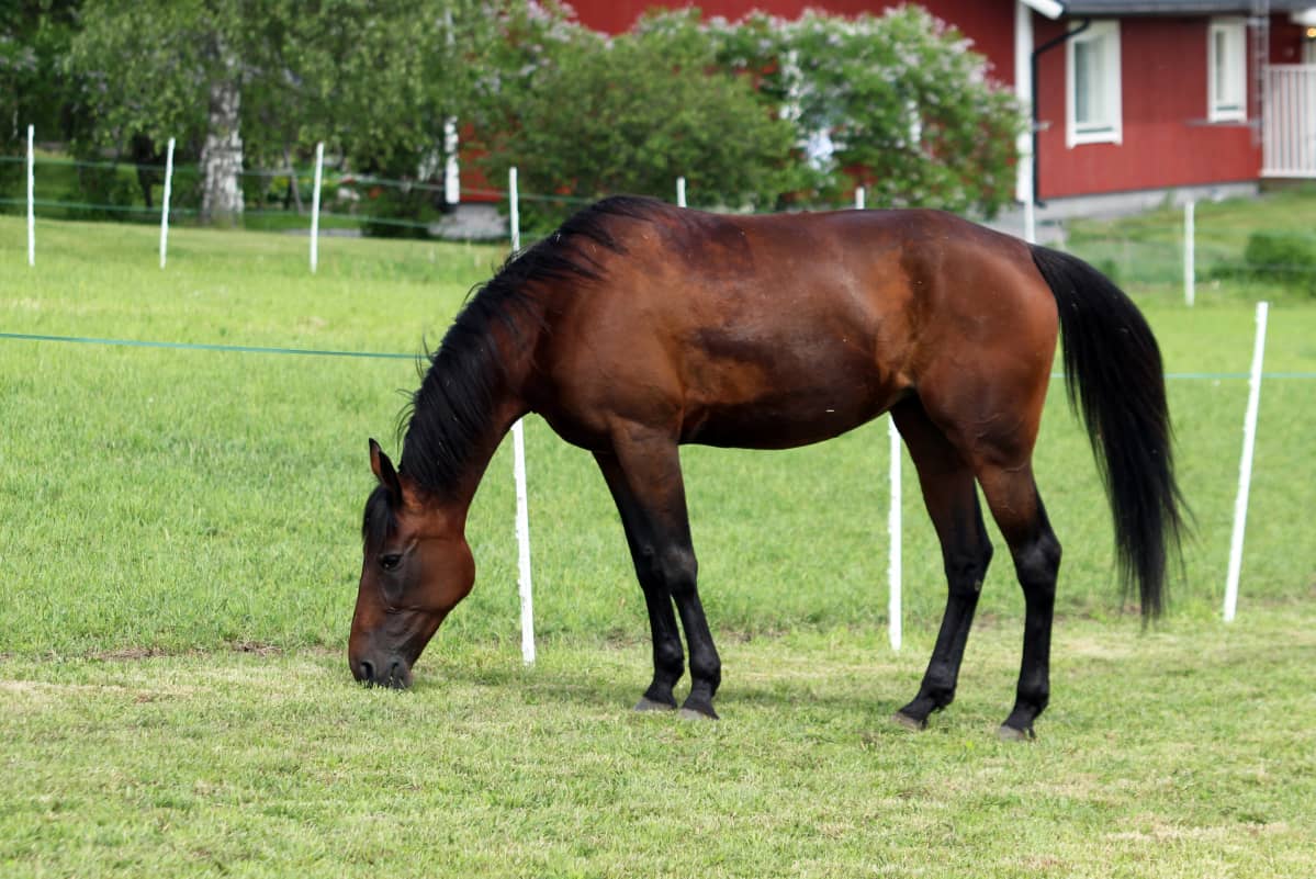 Ranch Kelly -ravihevonen laitumella.