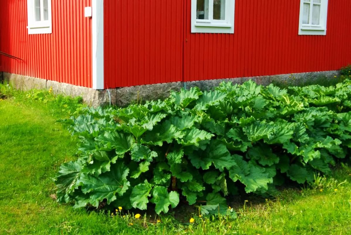 Raparperi on yksi Suomen vanhimmista puutarhakasveista.