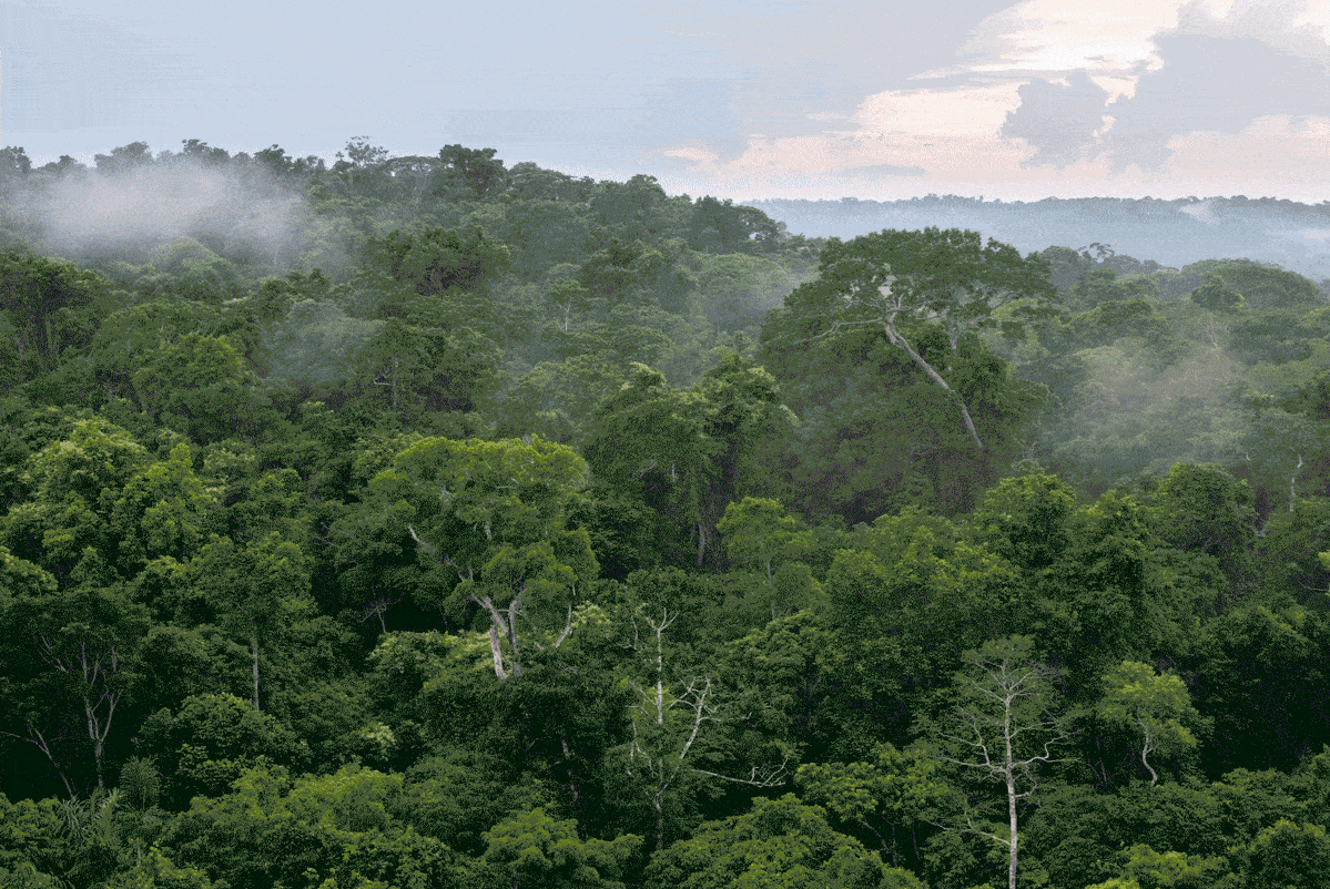 Ayahuascan molekyylirakenne.