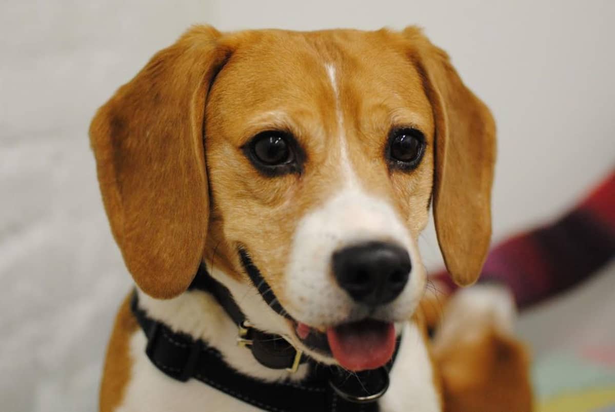 Koe-eläinkoirana toiminut beagle.