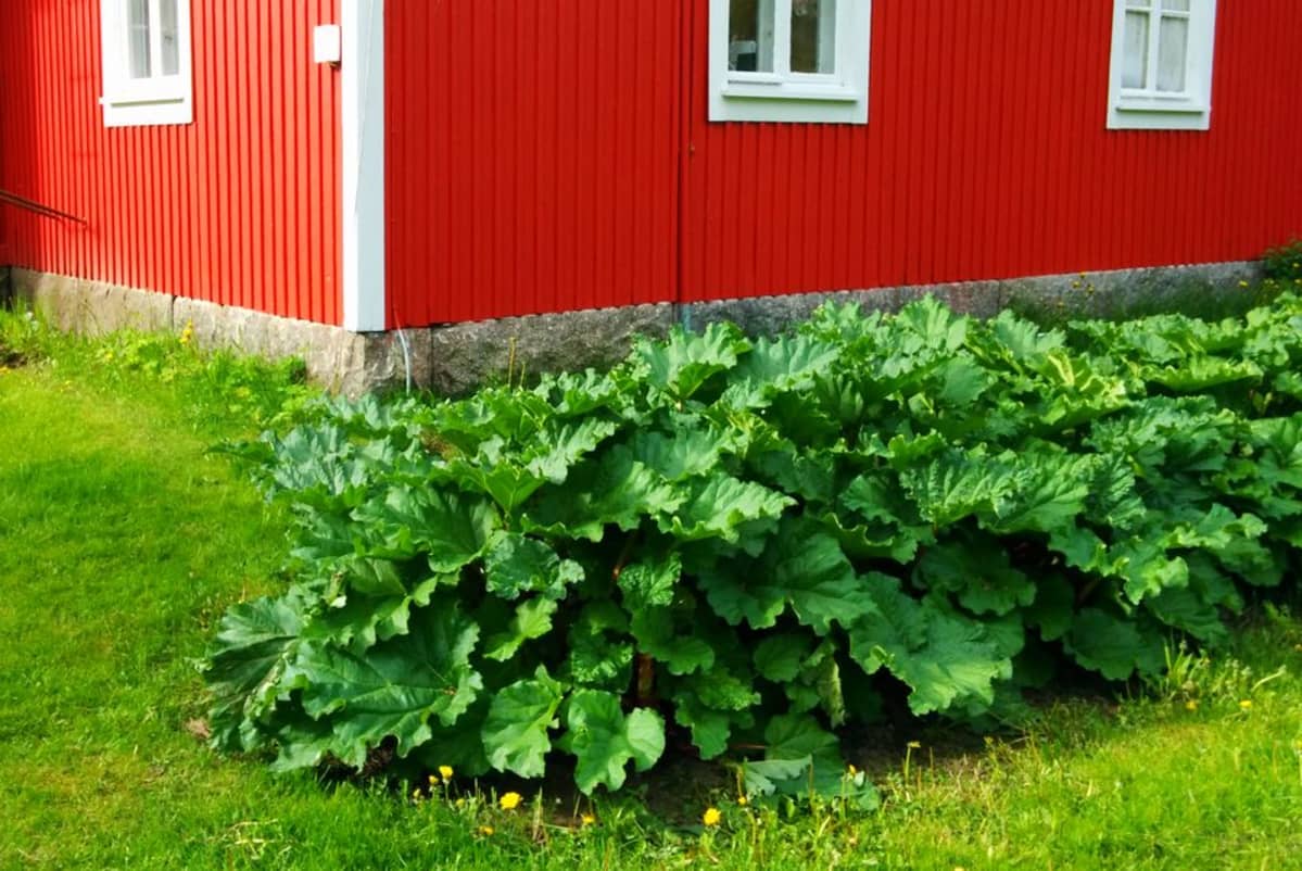 Raparperi on yksi Suomen vanhimmista puutarhakasveista.