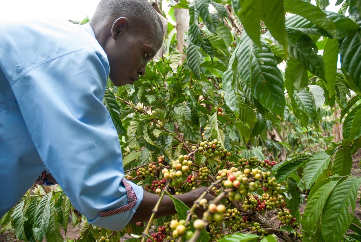 Ugandalainen James Kallyowa poimii kahvia pellollaan Nakasekessa Ugandassa.