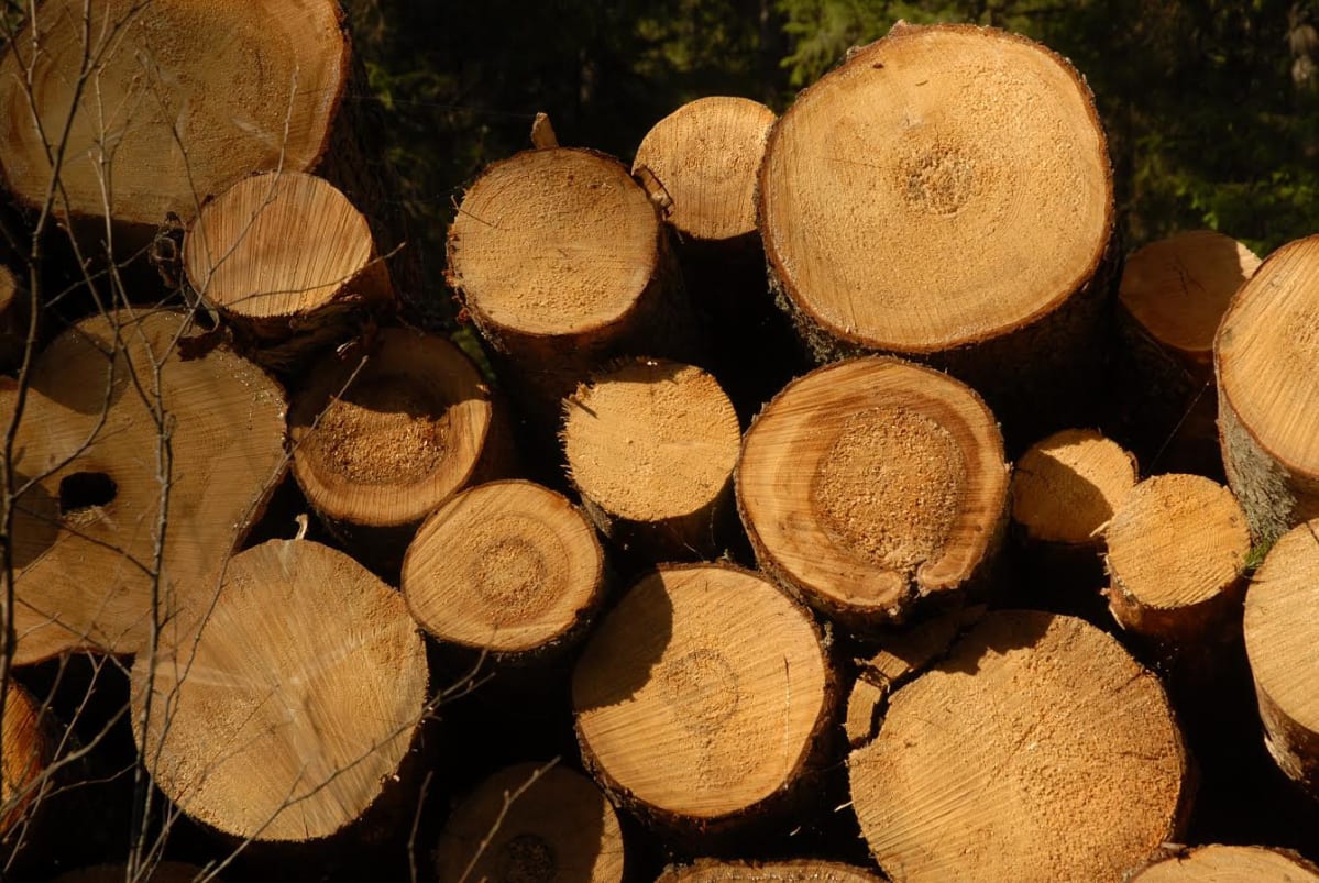 Havupuihin iskevä juurikääpä aiheuttaa vuosittain kymmenien miljoonien eurojen menetykset Suomen metsäteollisuudelle.