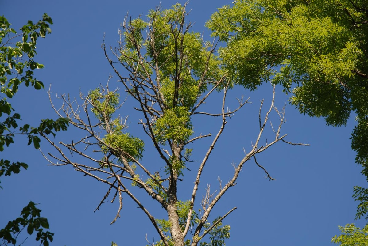 Saarnin sienitauti on tuhonnut metsiä Keski-Euroopassa, mutta Suomessa metsätuhot ovat olleet pelättyä pienemmät.
