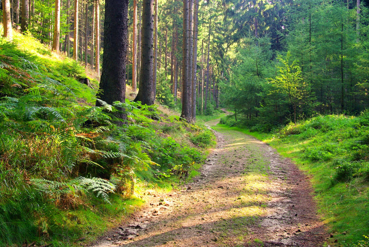 Liven väg i en skog