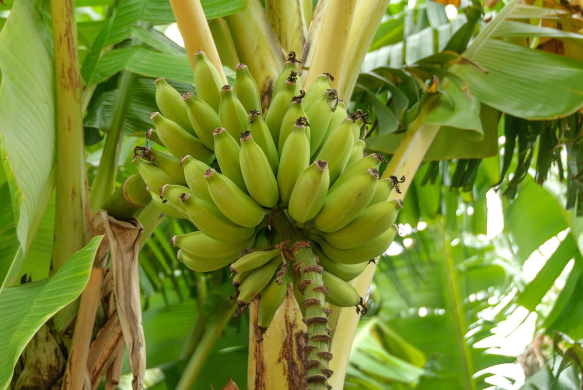 Banaaneja