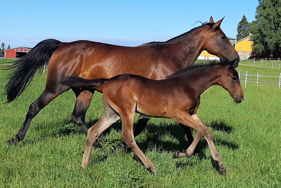 Huippuravuri Ranch Kelly ravaa laitumella orivarsansa kanssa.