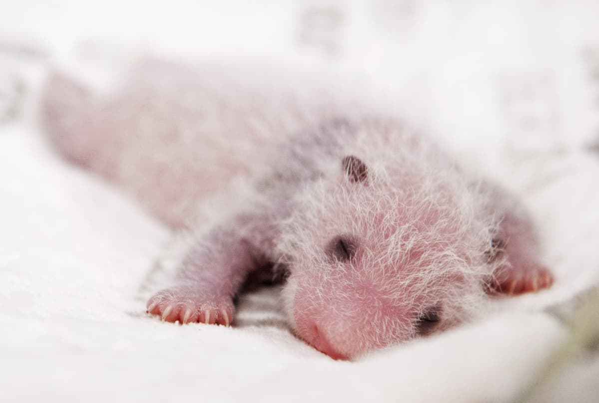 Pandanpoikanen nukkuu.