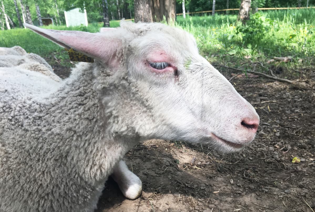 Lammas laitumella