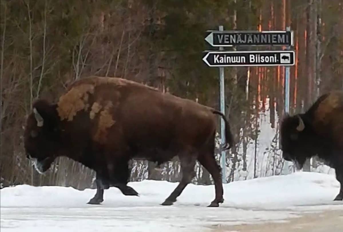 Biisonit karkuteillä Sotkamossa.