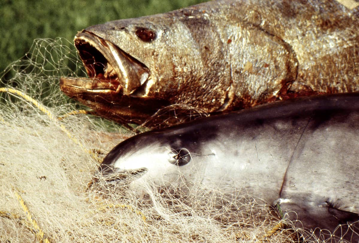 Kuvassa kalaa nimeltä isoveltto (Totoaba macdonaldi) ja kalaverkkoon kuollut kalifornianpyöriäinen (Phocoena sinus).