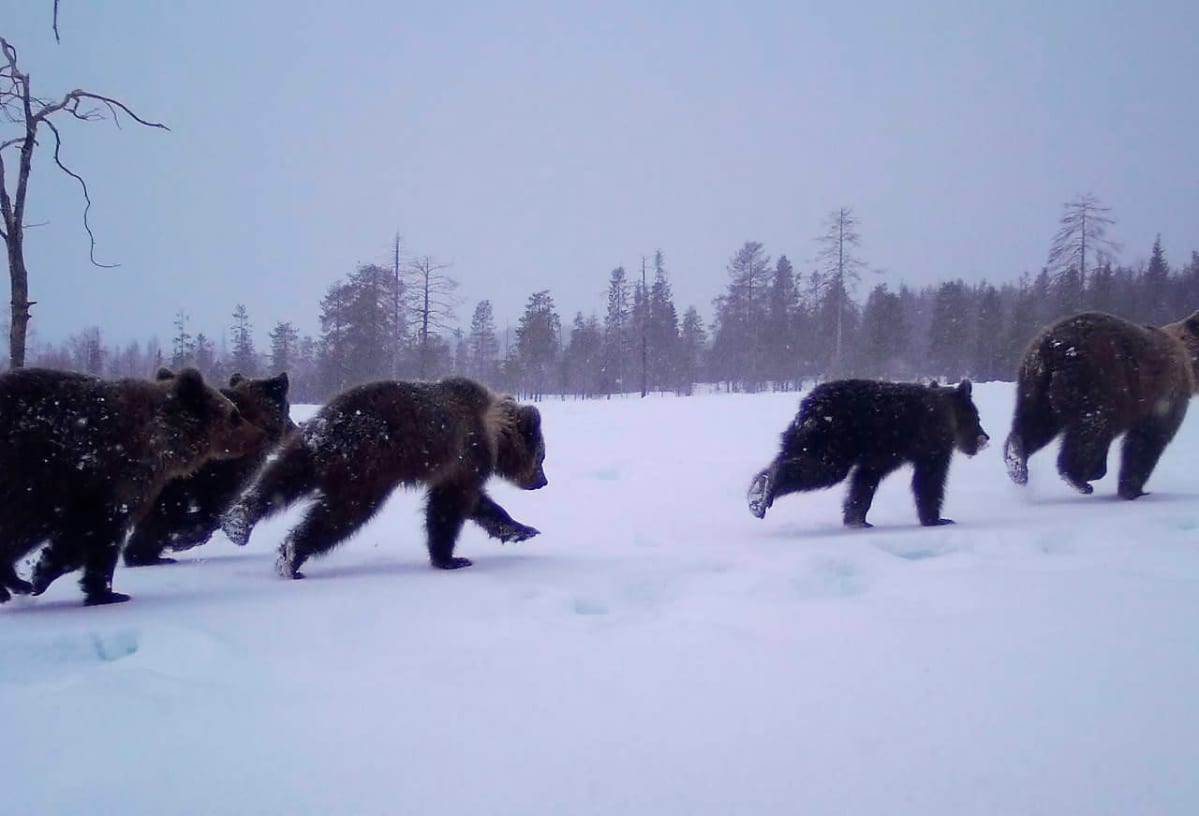 neljä karhunpentua juoksee emän perässä lumessa.