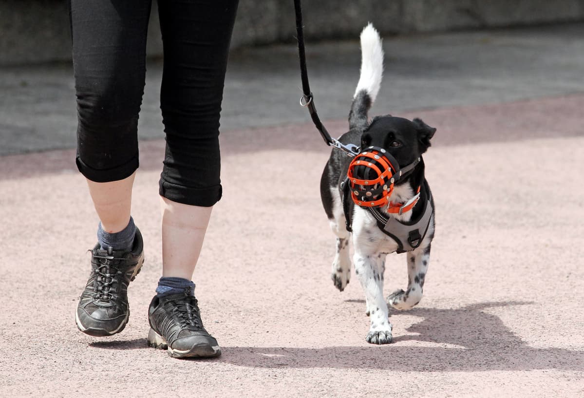 Mies ulkoiluttaa kuonokoppaan puettua terrieriä Saksassa.