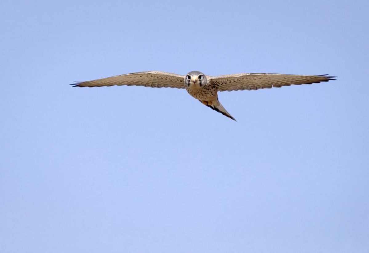 Tuulihaukka