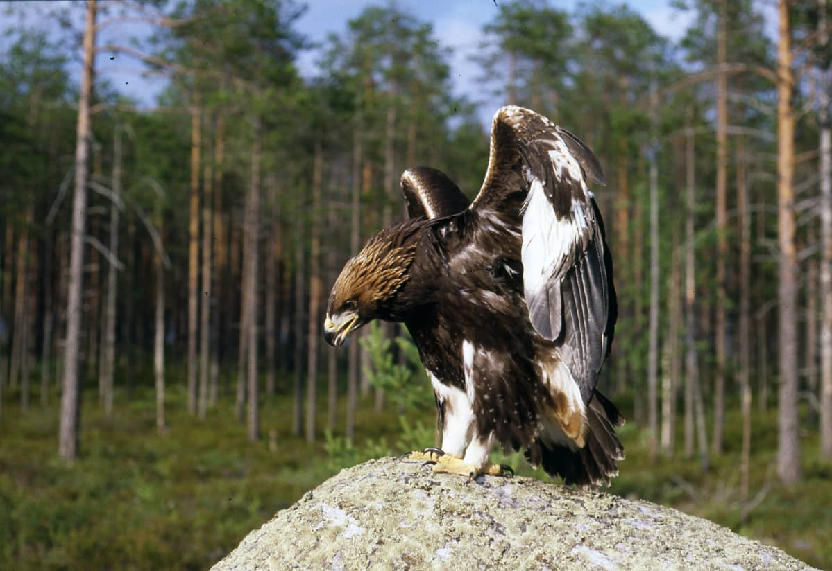 Maakotka.
