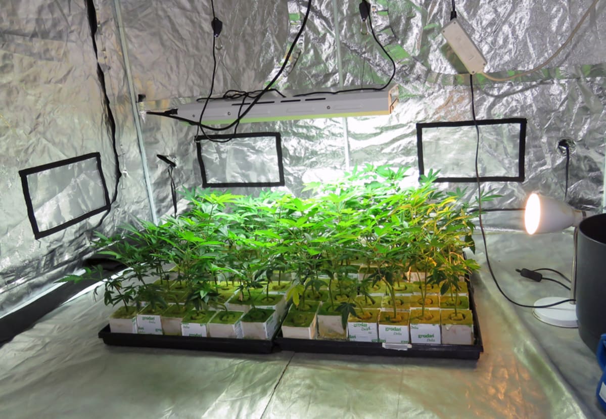 kannabisviljelma